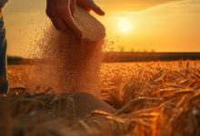 Brasil amplia exportações agrícolas e conquista novo mercado na África do Sul