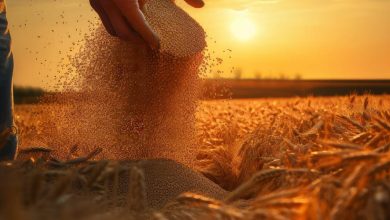 Brasil amplia exportações agrícolas e conquista novo mercado na África do Sul